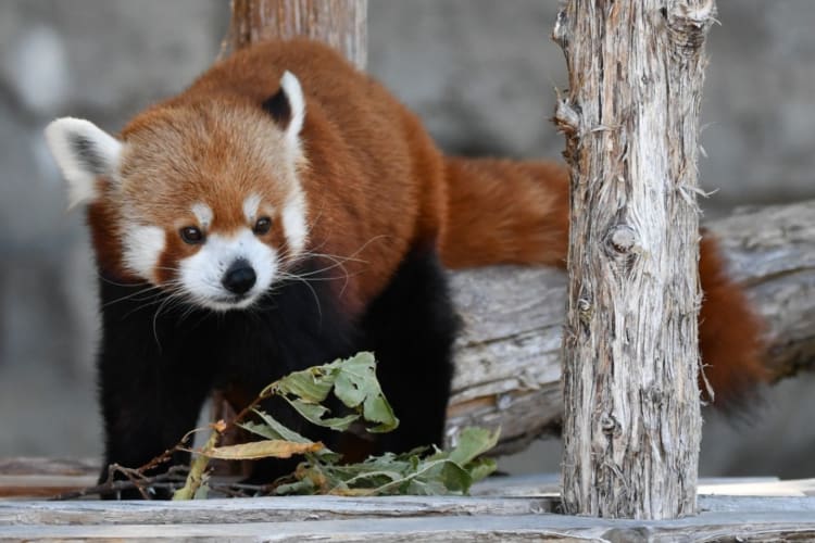 A red panda on a wooden platform