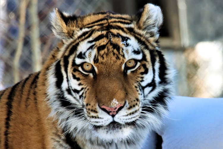 A tiger in the snow