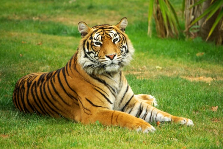 Going to the zoo is one of the unique Des Moines date ideas