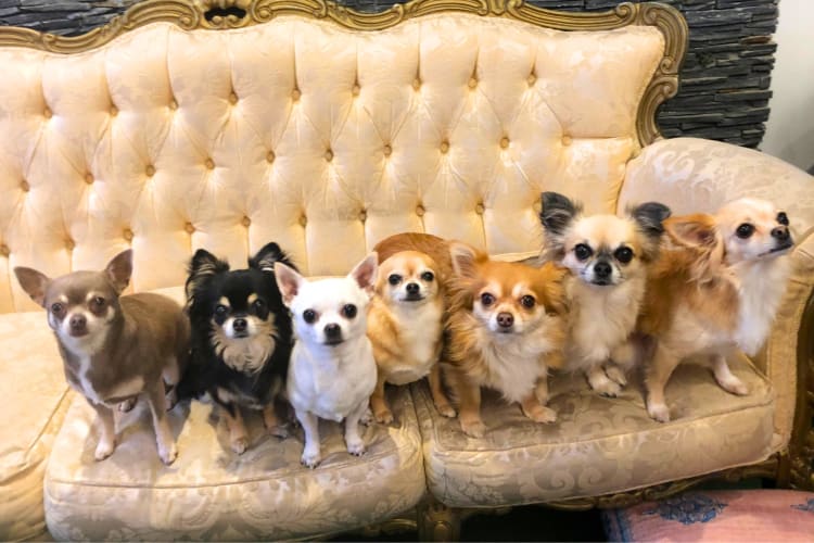 Chihuahuas sitting on a couch