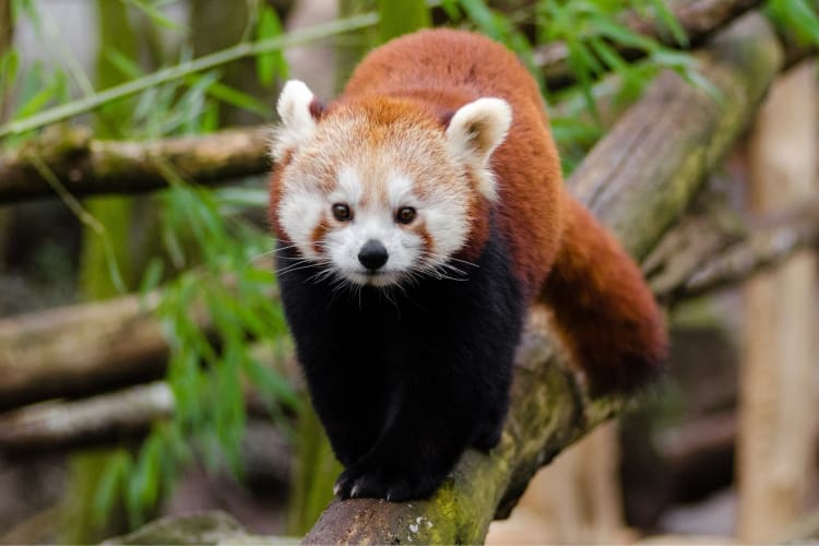 A red panda walking along a tree branch