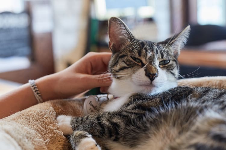 Going to a cat cafe is a cute date idea in Edmonton