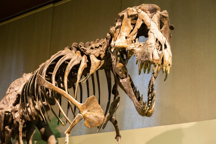A T-Rex skeleton in a museum exhibit