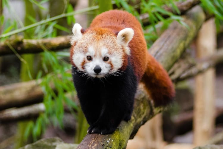 A red panda on a branch surrounded by greenery