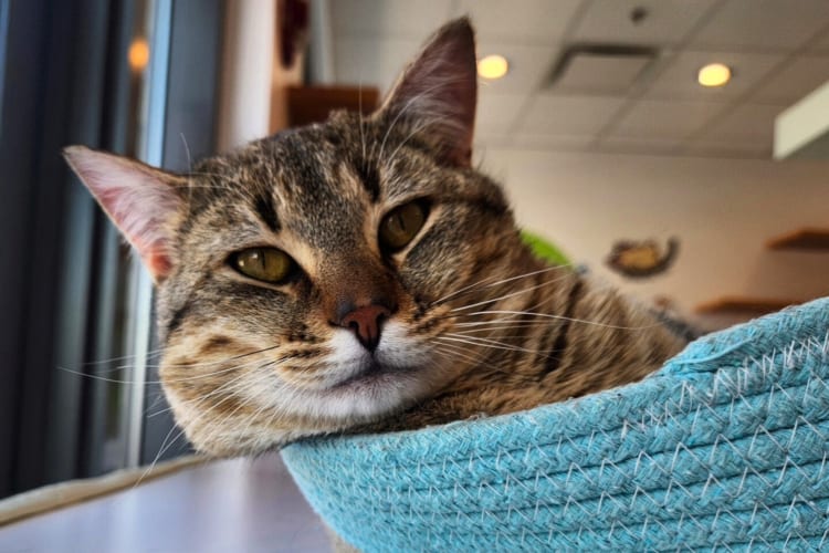 Going to a cat cafe is a great birthday idea in Calgary for animal lovers