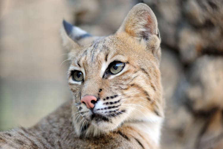 Going to the Wildlife Learning Center is a fun first date idea in Los Angeles