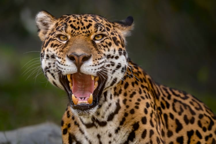 A jaguar in front of green trees