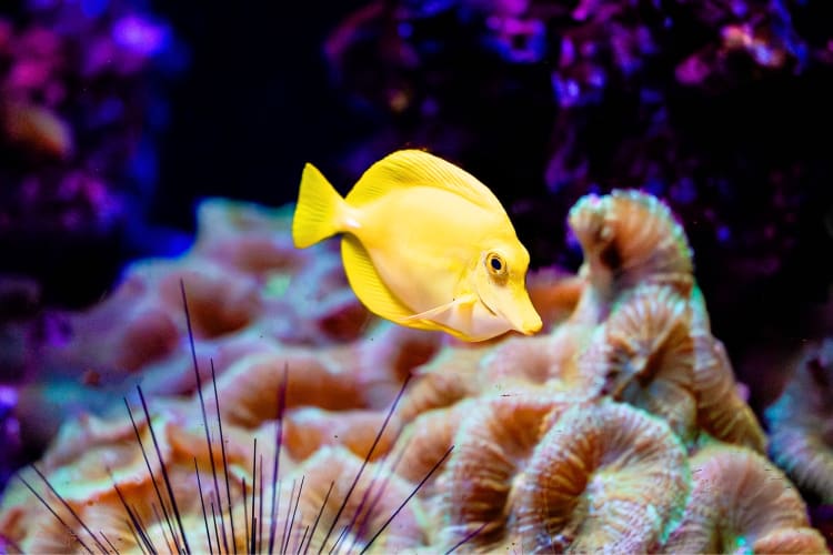 A yellow tang fish in a tank with coral
