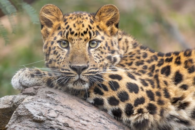 Going to the zoo is a fun date idea in San Diego