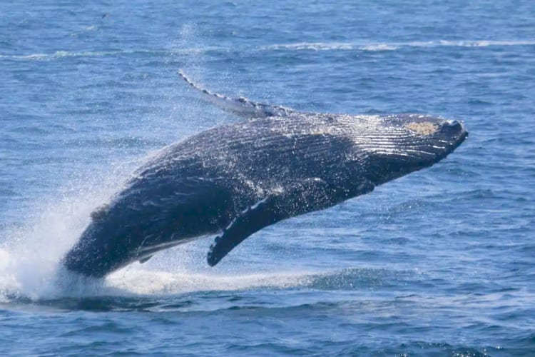 Planning a whale watching trip is a unique date idea in San Diego, CA
