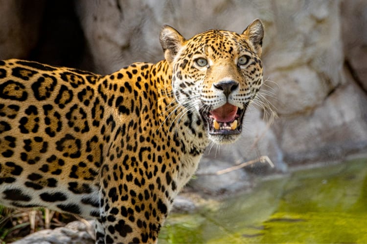A trip to the zoo is one of the best birthday ideas in Houston for kids