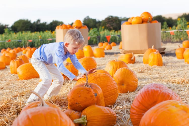 A child choosing a pumpkin in a pumpkin patch
