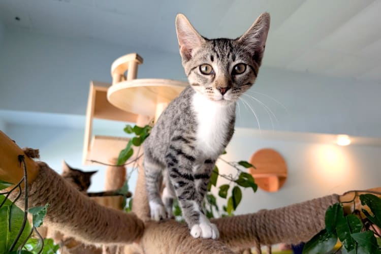 A tabby kitten on a cat tree