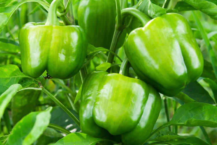 Three green bell peppers on a plant