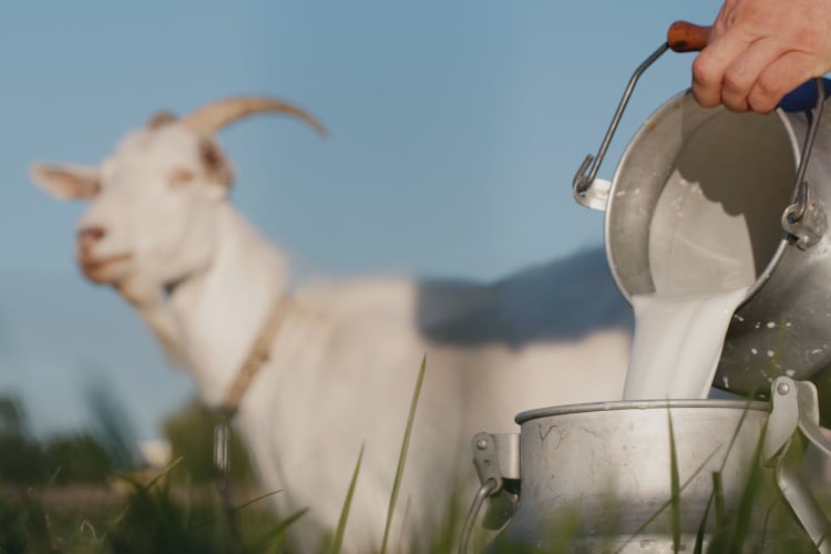 Is goat cheese good for you?