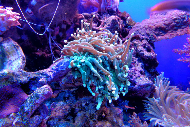 colorful corals in an aquarium