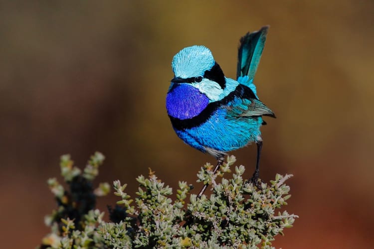 Audubon Society of Portland