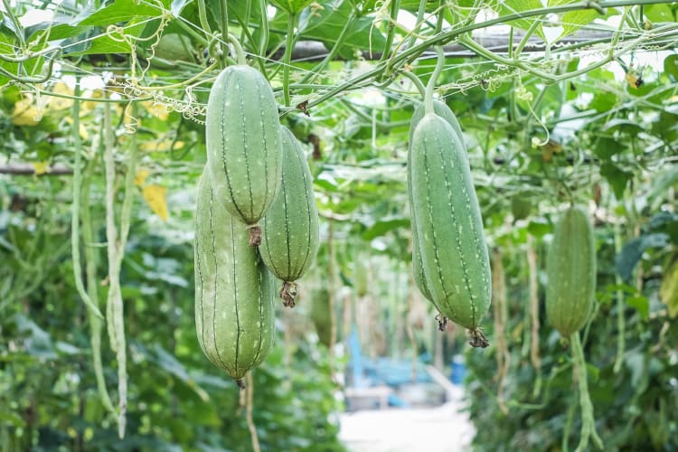 winter melon growing at a farm