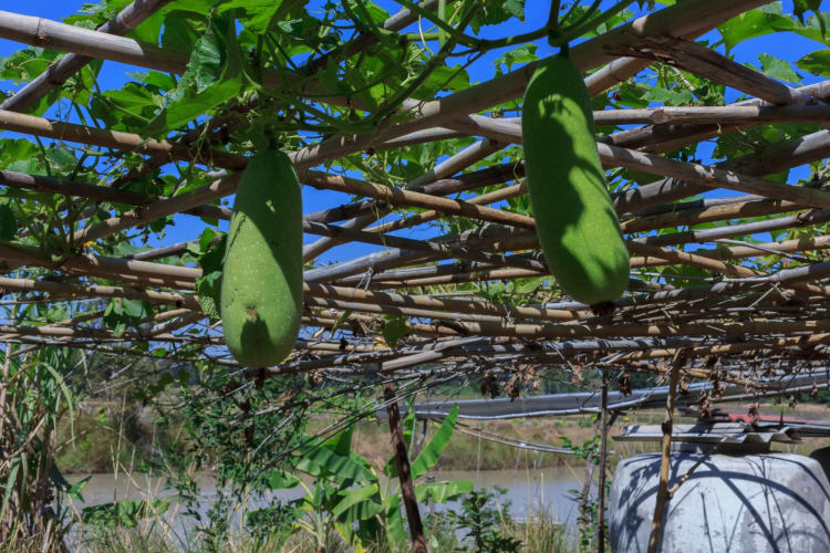 winter melon growing on a vine