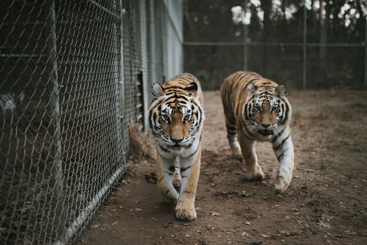 two tigers walking in an enclosure