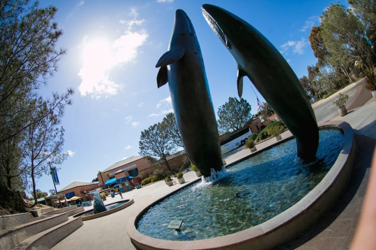 Fountains featuring life-size statues of a breaching Gray Whale and calf