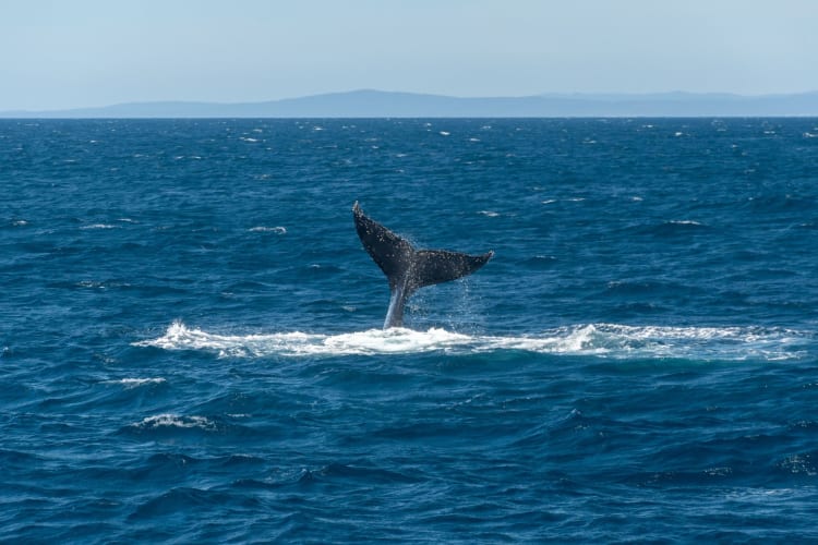 whale watching tour 