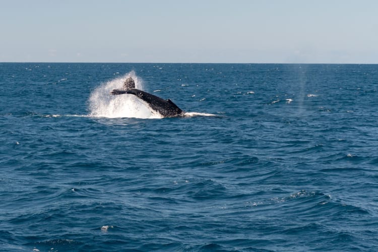 Humpback whale frolicking in the ocean