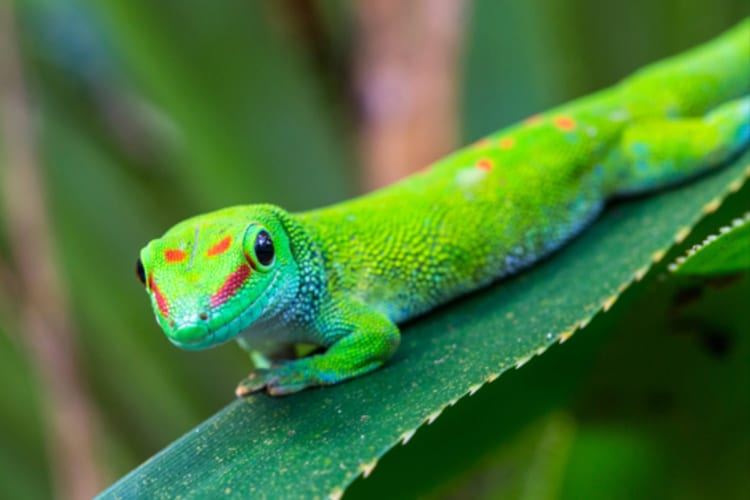 A bright green gecko on a leaf