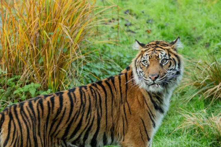 A trip to the zoo is a wonderful London birthday idea for those amazed by the animal kingdom.