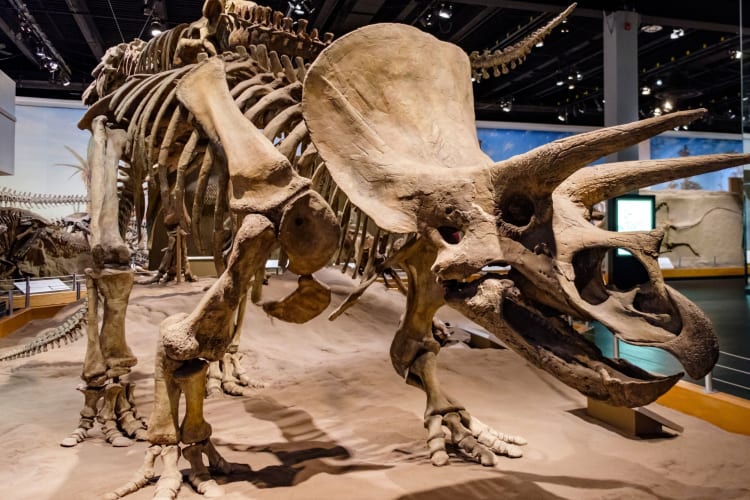 A dinosaur skeleton in a museum