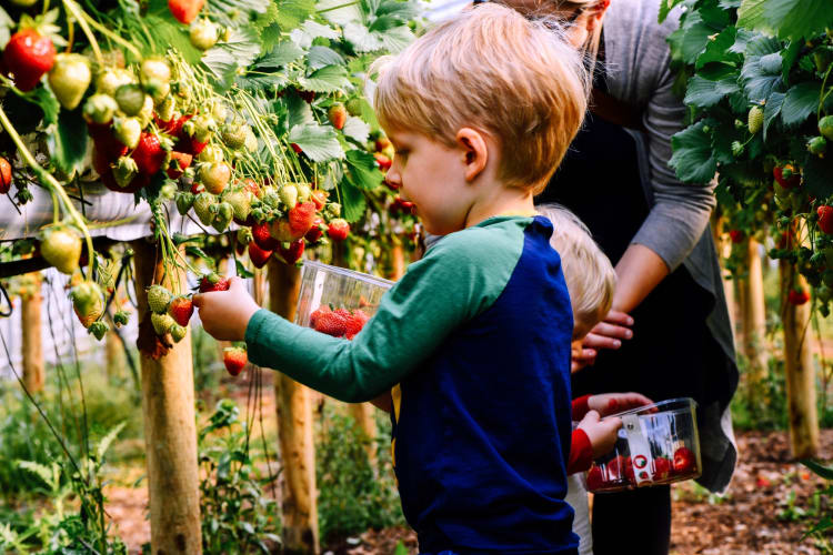 Picking berries is a great thing to do with family in Los Angeles