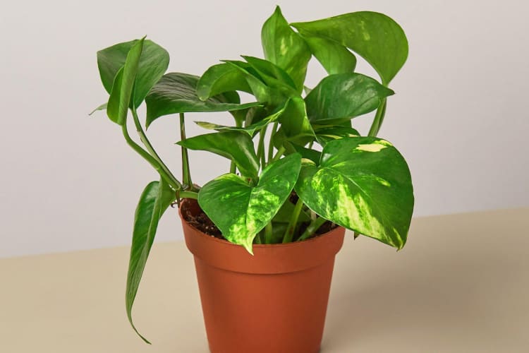 Who doesn't love plants? This is the ideal Cancer gift for all plant moms/dads