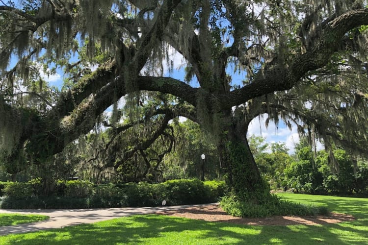 A great outdoor date idea in Orlando is going to Harry P. Leu Gardens