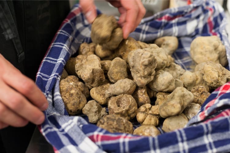 What Are Truffles? A farmer holds a bag of his harvest of white truffles