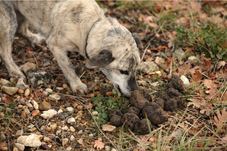 A dog finding truffles buried in the ground