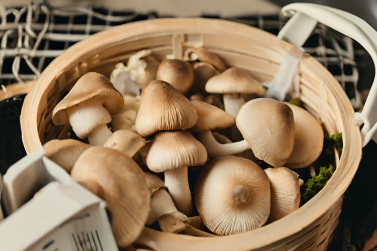 Before you freeze mushrooms prep them by steaming 