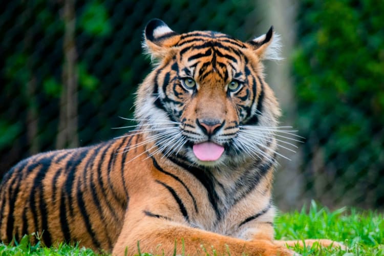 A tiger with its tongue out sitting on the grass