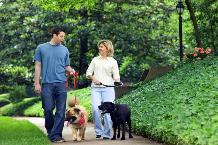 A couple walking dogs in a park