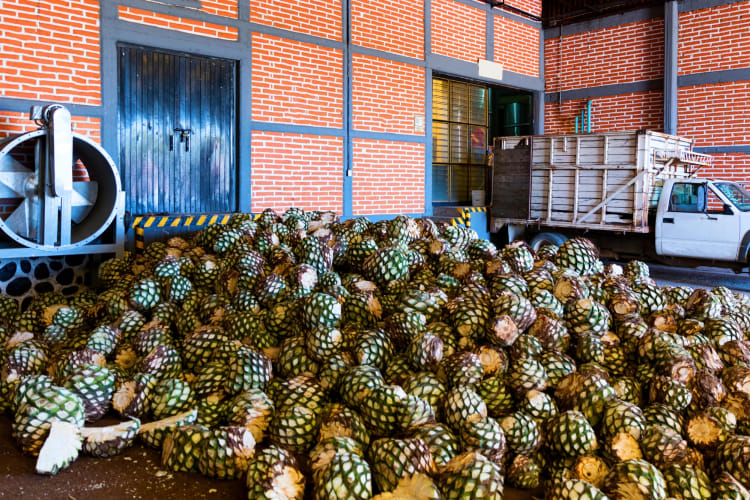 Agave plants at a distillery