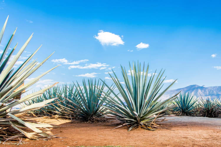 When comparing mezcal vs. tequila, there are some differences in how they're produced