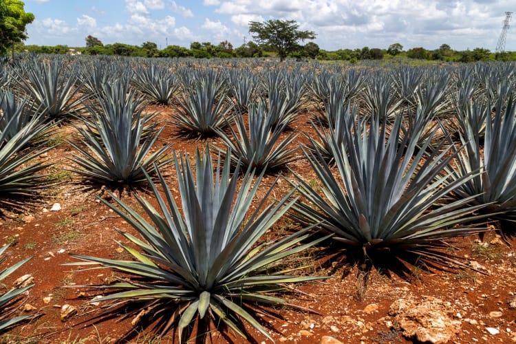A difference between mezcal vs. tequila is how they're grown