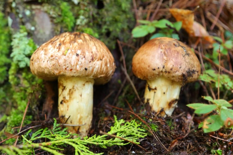 Masutake mushrooms are an expensive food from Japan