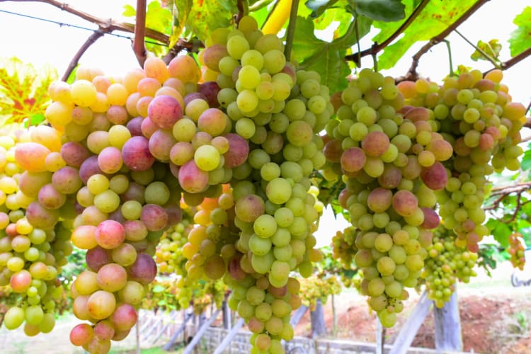 Ruby Roman Grapes are an expensive food costing up to $1,000 per bunch