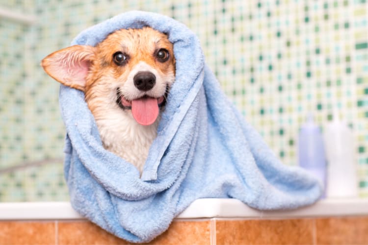 A corgi in a blue towel after having a bath