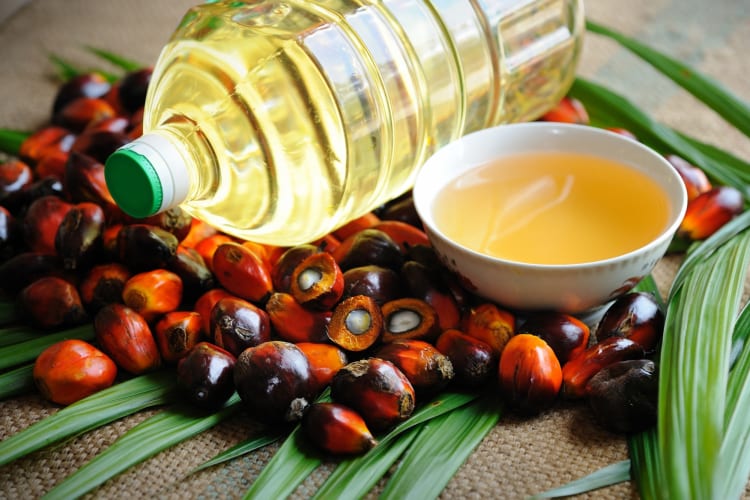 Palm oil and palm kernels 