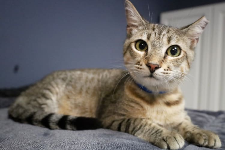 A tabby kitten with a blue collar