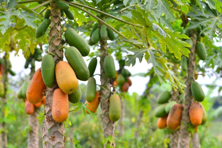 Papayas growing on trees