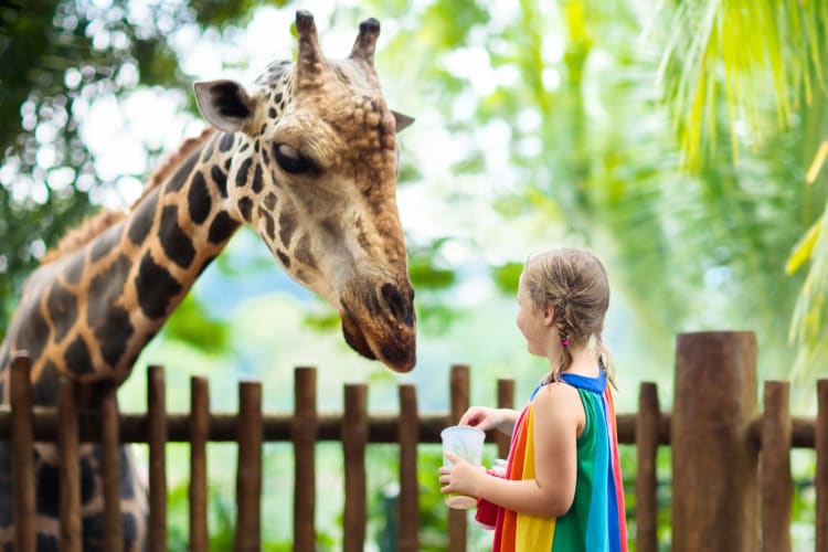 A girl feeding a giraffe at the zoo