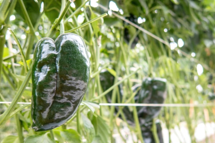 A poblano pepper on a bush