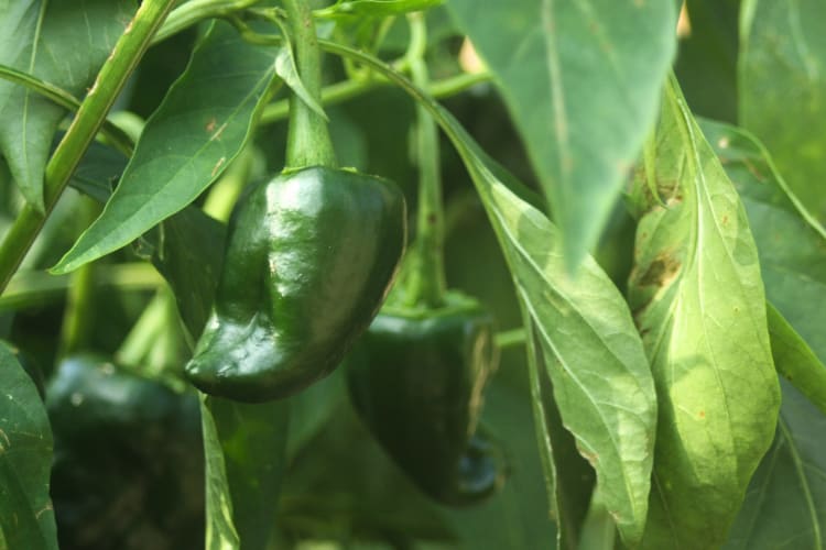 A poblano pepper on a tree